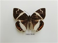 藏品(外國蝴蝶)的圖片